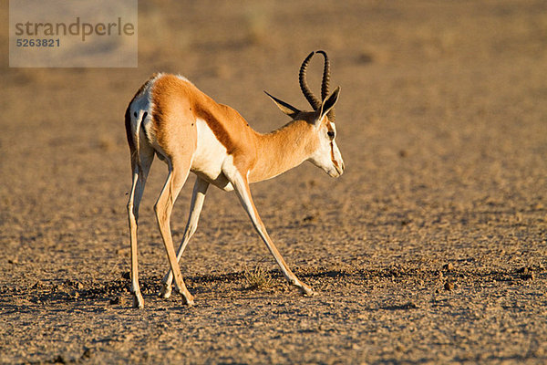Springbok im Wüste