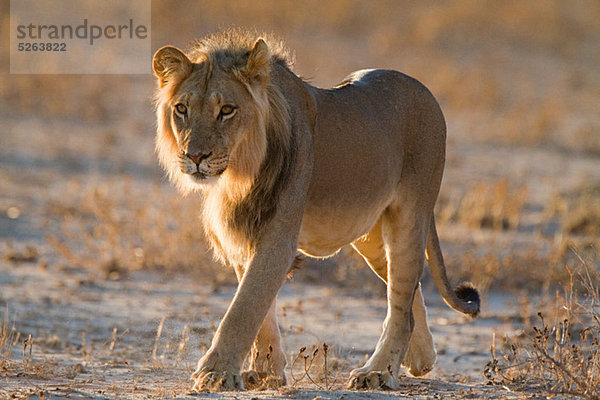 Lion walking in Wüste