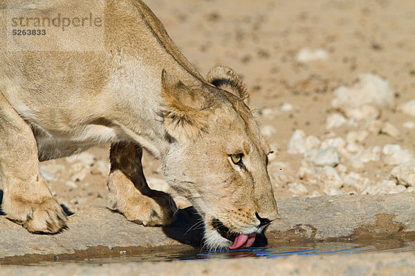 Löwin Trinkwasser