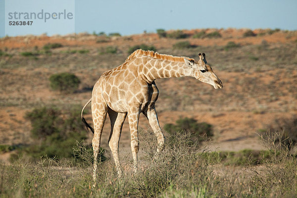 Giraffe in Wüste