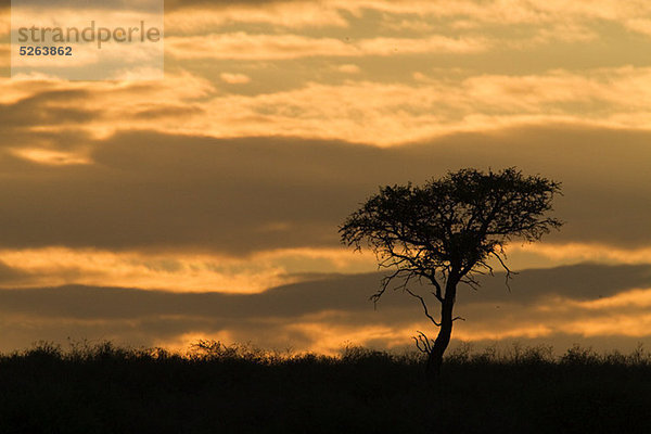 Sonnenuntergang  Kalahari-Wüste  Südafrika  Afrika