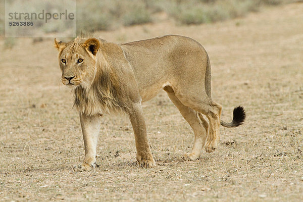 afrikanische Löwin