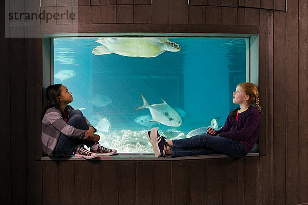 Wasserschildkröte Schildkröte sehen Mädchen