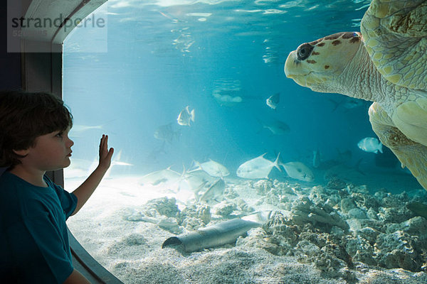 Junge beobachtet Meeresschildkröte im Aquarium