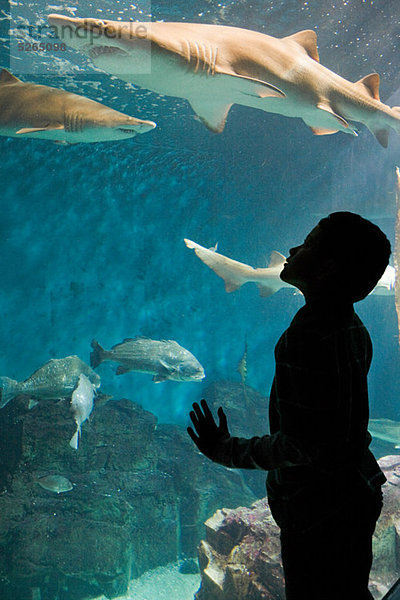 Junge beobachtet Haie im Aquarium