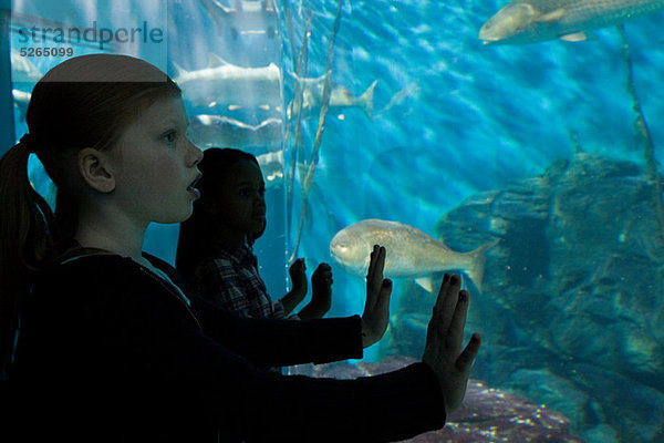 Mädchen  die Fische im Aquarium anstarren