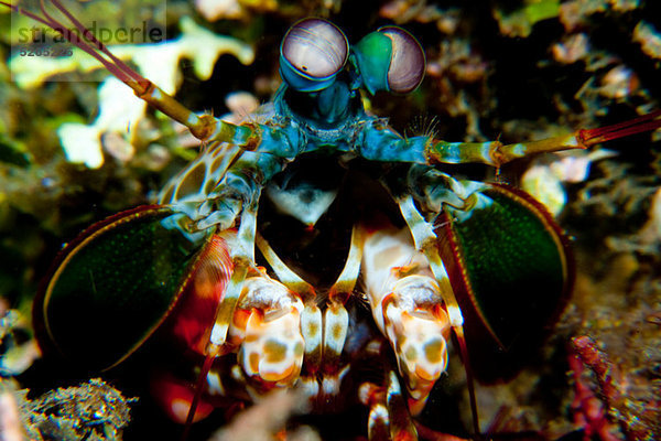 Mantis-Garnelen  Papua-Neuguinea