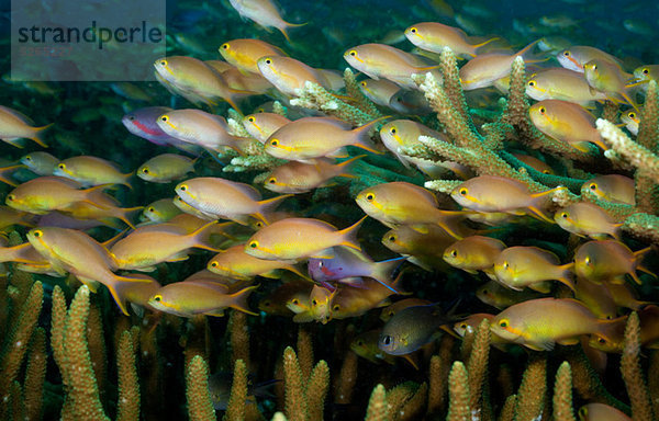 Schulungsanthias  Korallenriff