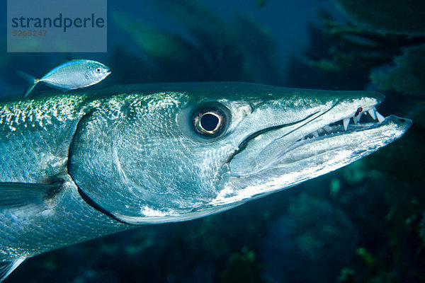 Barrakuda mit Pilotfisch