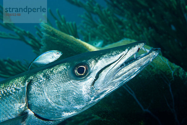 Barrakuda mit Pilotfisch