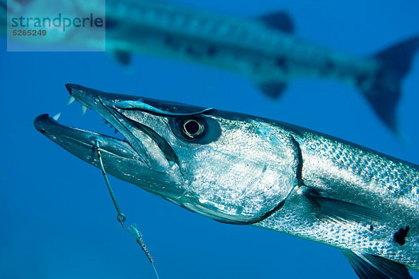 Barracuda an Haken und Leine