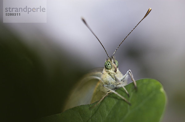 Kohlweissling-Schmetterling auf einem Blatt