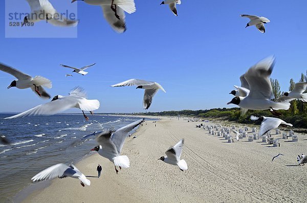 Möwen am Strand von Heringsdorf  Usedom  Mecklenburg-Vorpommern  Deutschland
