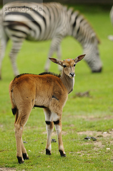 Elenantilope  Taurotragus oryx  und Böhmzebra  Equus burchellii boehmi  Savanne  Afrika