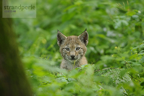 Junger eurasischer Luchs  lynx lynx  Wildpark alte Fasanerie Hanau  Hessen  Deutschland  Europa