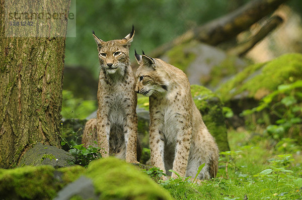 Eurasischer Luchs  lynx lynx  Wildpark Alte Fasanerie Hanau  Hessen  Deutschland  Europa