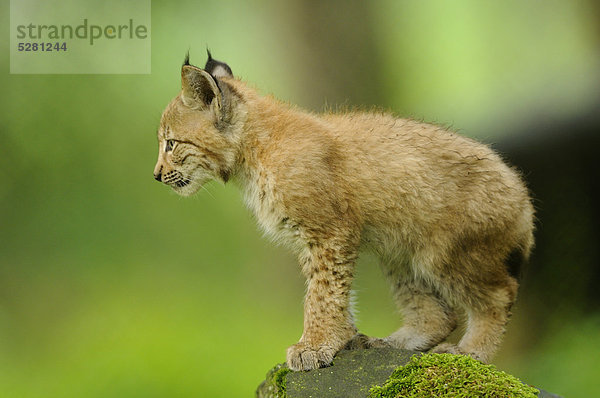 Junger eurasischer Luchs  lynx lynx  Wildpark Alte Fasanerie Hanau  Hessen  Deutschland  Europa