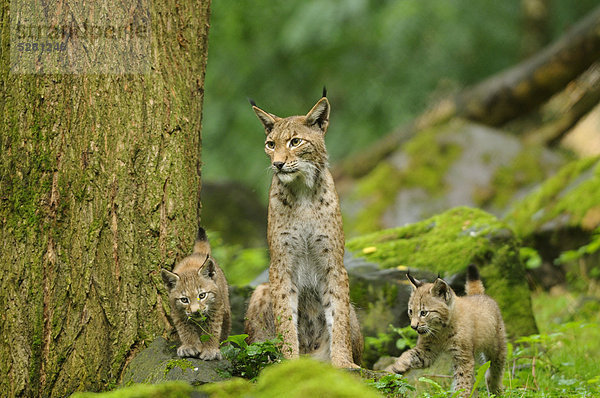 Eurasischer Luchs  lynx lynx  mit Jungtier  Wildpark Alte Fasanerie Hanau  Hessen  Deutschland  Europa