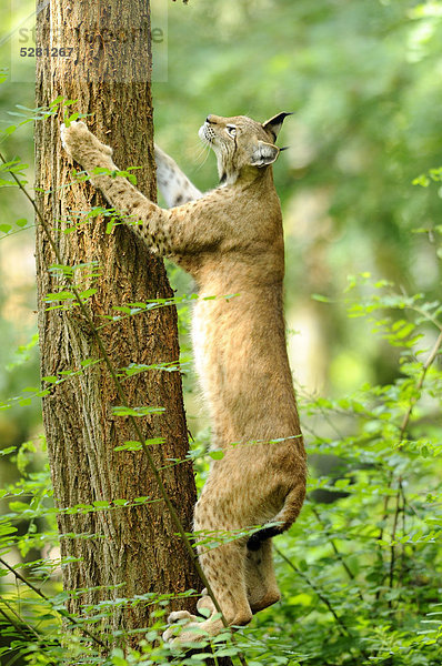 Eurasischer Luchs  lynx lynx  Wildpark Alte Fasanerie  Hanau  Hessen  Deutschland  Europa