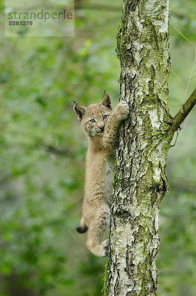 Eurasischer Luchs  lynx lynx  Wildpark Alte Fasanerie Hanau  Hessen  Deutschland  Europa