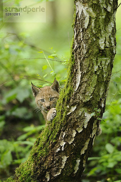 Eurasischer Luchs  lynx lynx  Wildpark Alte Fasanerie Hanau  Hessen  Deutschland  Europa