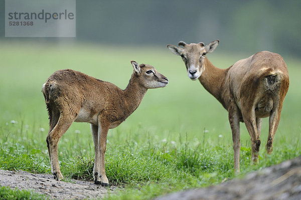 Europäische Mufflons  Ovis orientalis musimon  Wildpark Alte Fasanerie  Hanau  Hessen  Deutschland  Europa