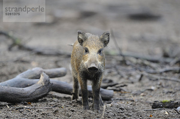 Junges Wildschwein  Sus scrofa  Wildpark Alte Fasanerie  Hanau  Hessen  Deutschland  Europa