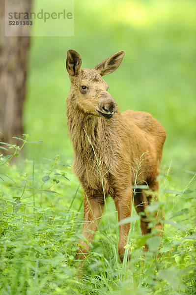 Junger Elch  Alces alces  Alte Fasanerie Wildpark  Hanau  Hessen  Deutschland  Europa