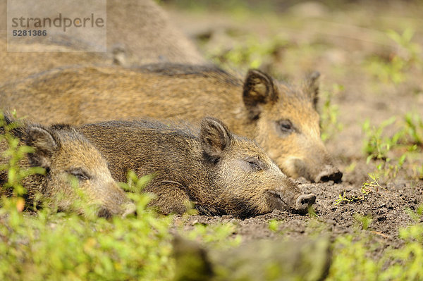 Wildschwein  Sus scrofa  und Ferkel  Wildpark Alte Fasanerie  Hanau  Hessen  Deutschland  Europa