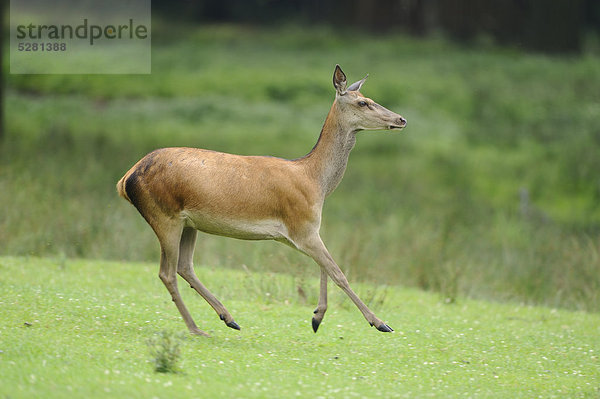 Rothirsch  Cervus elaphus  Wildpark Alte Fasanerie Hanau  Hessen  Deutschland  Europa