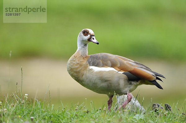 Nilgans  Alopochen aegyptiacus  Alte Fasanerie  Hanau  Hessen  Deutschland  Europa