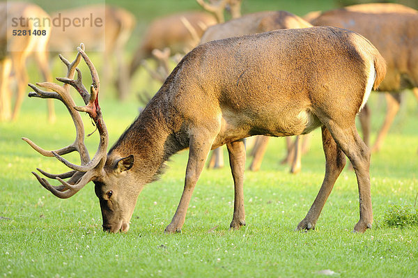 Rothirsche  Cervus elaphus  Wildpark Alte Fasanerie  Hanau  Hessen  Deutschland  Europa