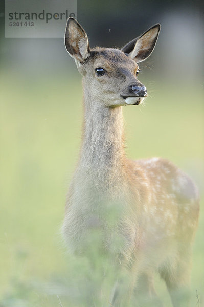 Rothirsch  Cervus elaphus  Bayern  Deutschland  Europa