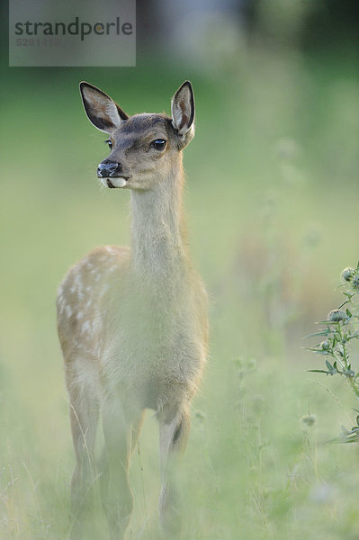 Rothirsch  Cervus elaphus  Bayern  Deutschland  Europa