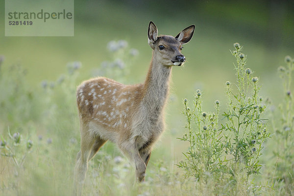 Rothirsch  Cervus elaphus  Bayern  Deutschland  Europa