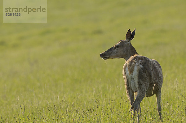 Rothirsch  Cervus elaphus  Bayern  Deutschland  Europa