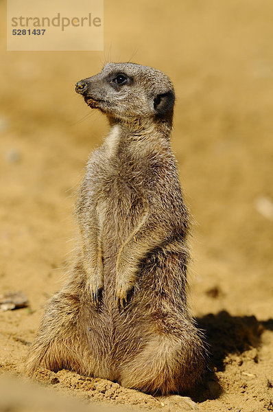 Erdmännchen im Zoo  Suricata suricatta  Augsburg  Bayern  Deutschland  Europa