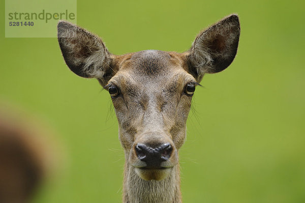 Rothirsch  Cervus elaphus  Bayern  Deutschland  Europa