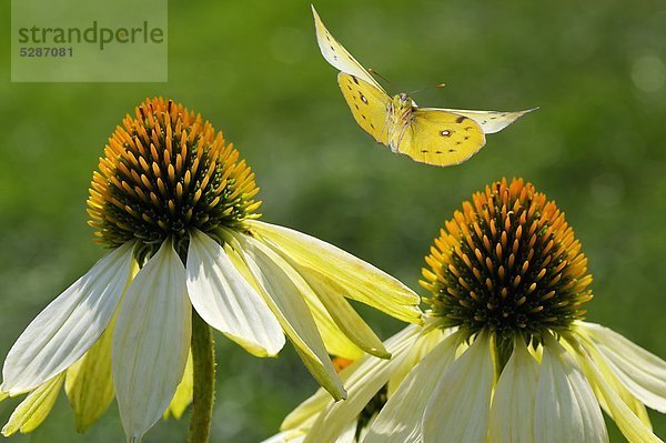 Goldene Acht (Colias hyale) fliegt auf einen Sonnenhut