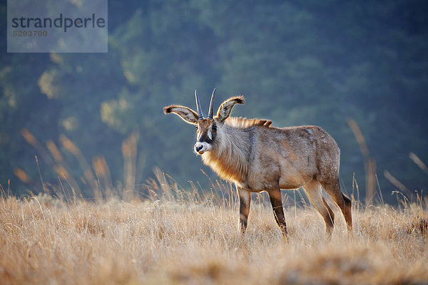 Pferdeantilope  Hippotragus equinus  Nyika-Plateau  Malawi  Afrika