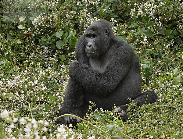 Berggorilla  Gorilla beringei beringei  Bwindi Impenetrable National Park  Uganda  Afrika