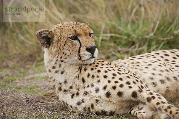 Männlicher Gepard  Acinonyx jubatus  Serengeti  Tansania  Afrika