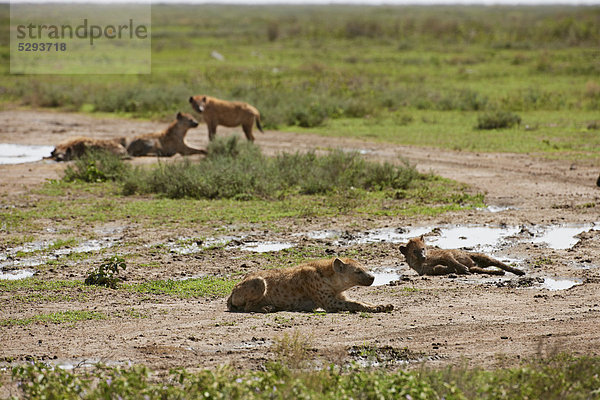 Tüpfelhyänen  Crocuta crocuta  Serengeti  Tansania  Afrika