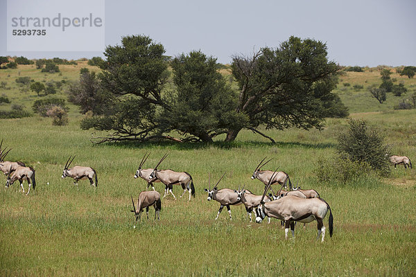 Oryxantilopen  Oryx gazella  Kgalagadi-Transfrontier-Park  Botswana  Südafrika  Afrika