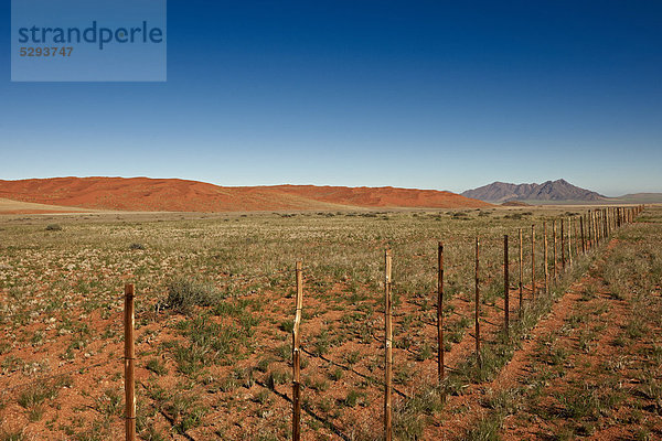 Wüste Namib  Namibia  Afrika