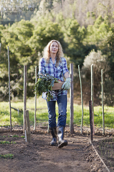 Frau  tragen  Gemüse  Garten