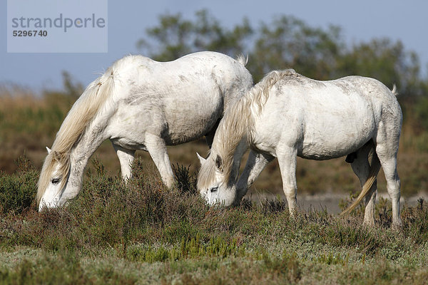 Zwei Camargue-Pferde (Equus caballus) fressend in einem Schutzgebiet  Camargue  Frankreich  Europa
