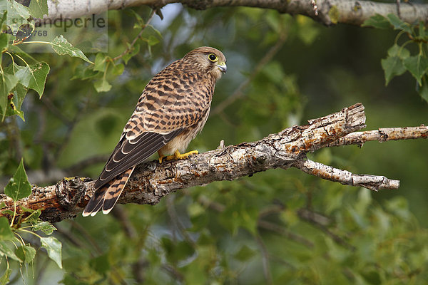 Turmfalke (Falco tinnunculus)  fl¸gger Jungvogel sitzt auf einem Ast  Apetlon  Neusiedlersee  Burgenland  ÷sterreich  Europa