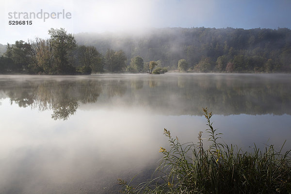 Nebelbaum im Altwasser der Donau  Stepperg  Bayern  Deutschland  Europa