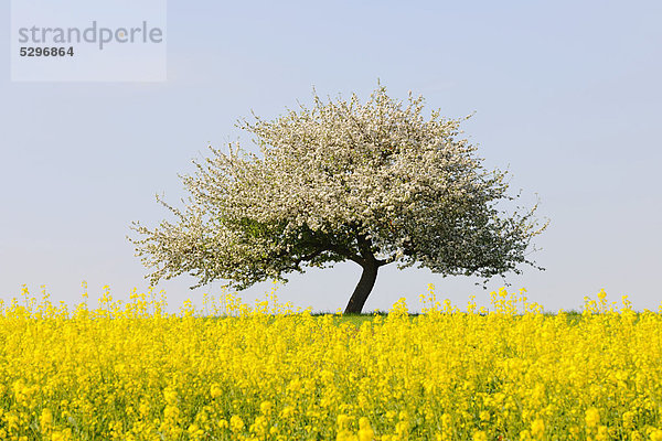 Bl¸hender Apfelbaum mit Rapsfeld  Unterfranken  Bayern  Deutschland  Europa